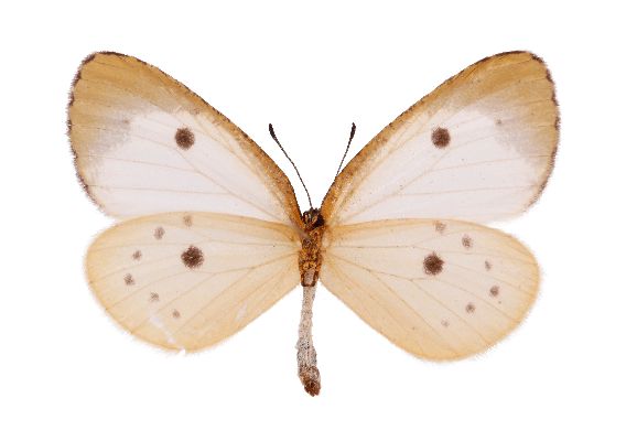 Pentila picena male UNS